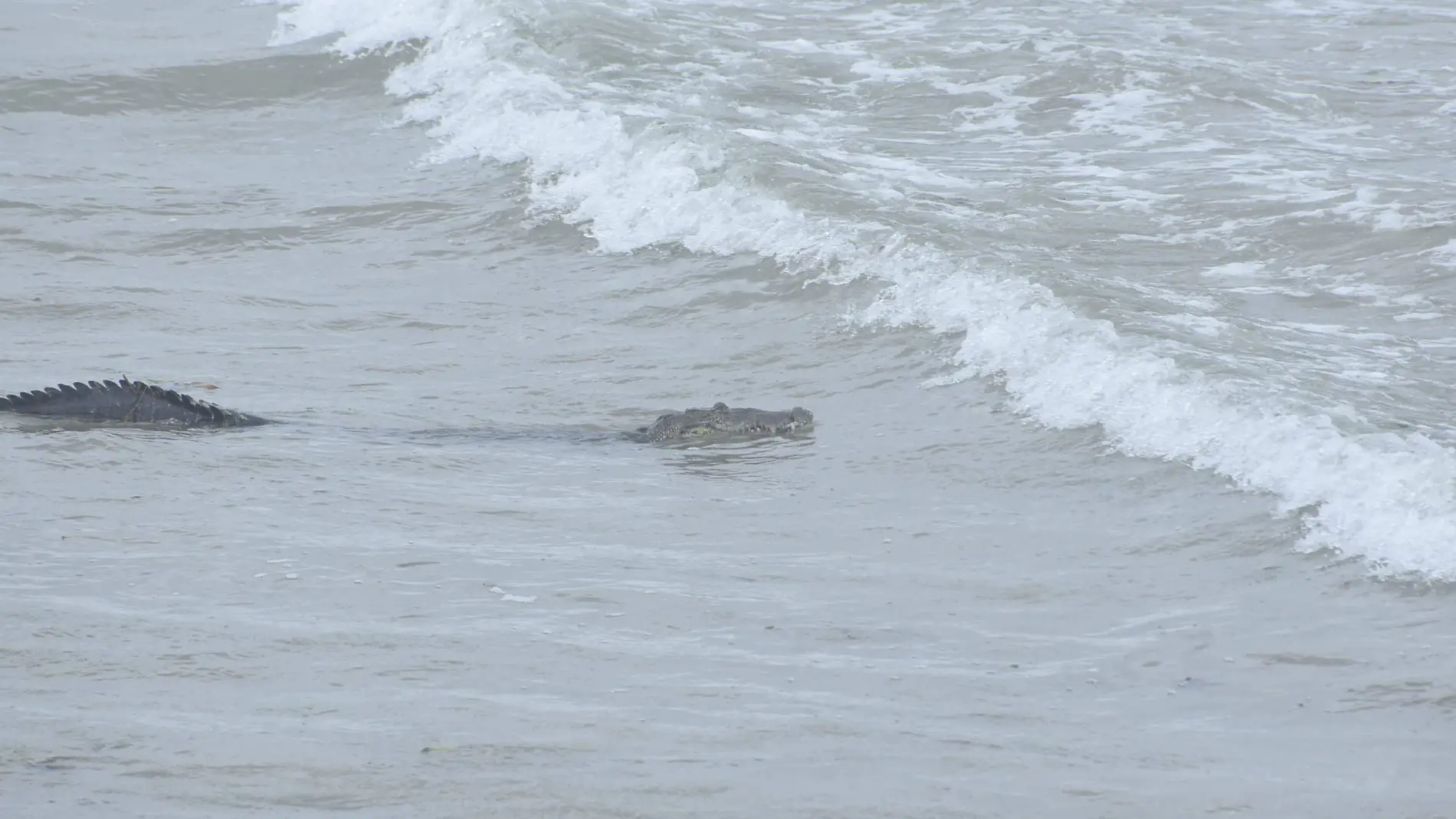 Cocodrilo en playa Miramar